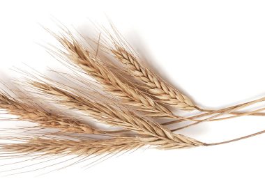 stalk of wheat