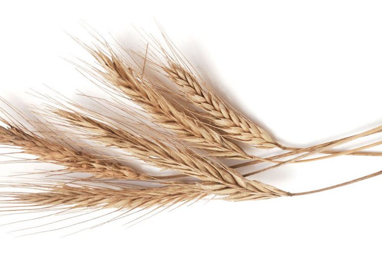 stalk of wheat