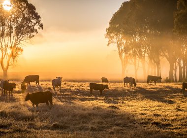 Sunrise over a cattle farm