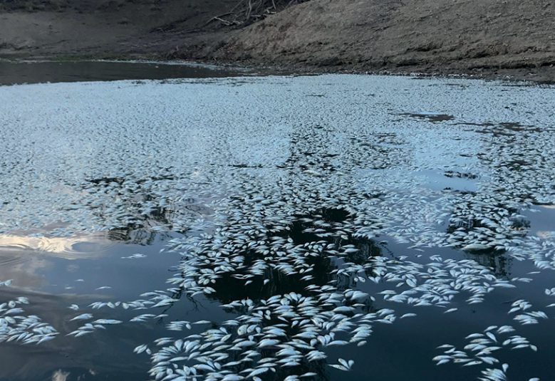 Dead fish in the Murray Darling