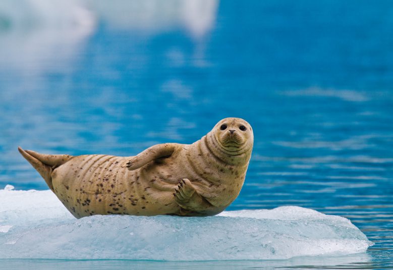 seal on piece of ice in water in Alaska