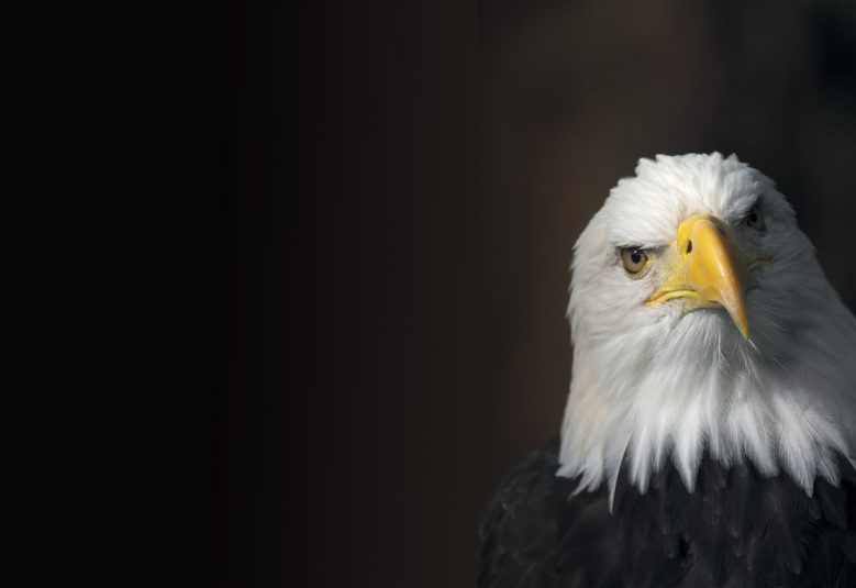 Eagle in Alaska