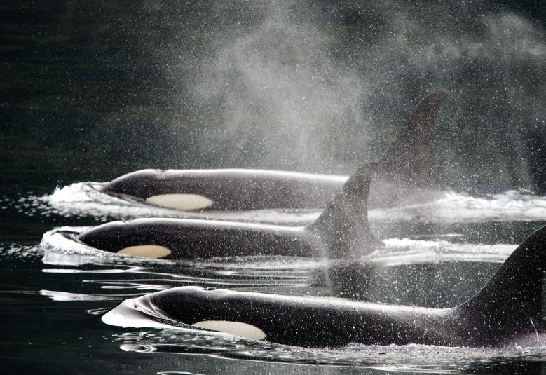 three whales in the ocean in Alaska