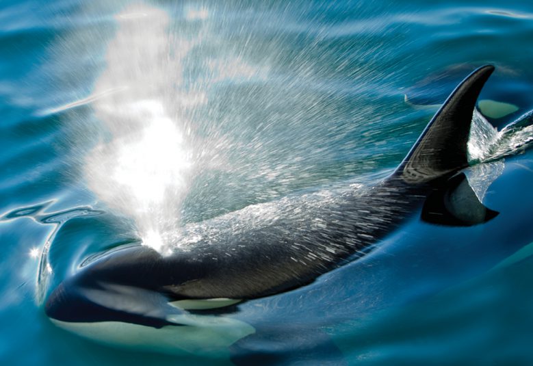 whale in ocean in Alaska