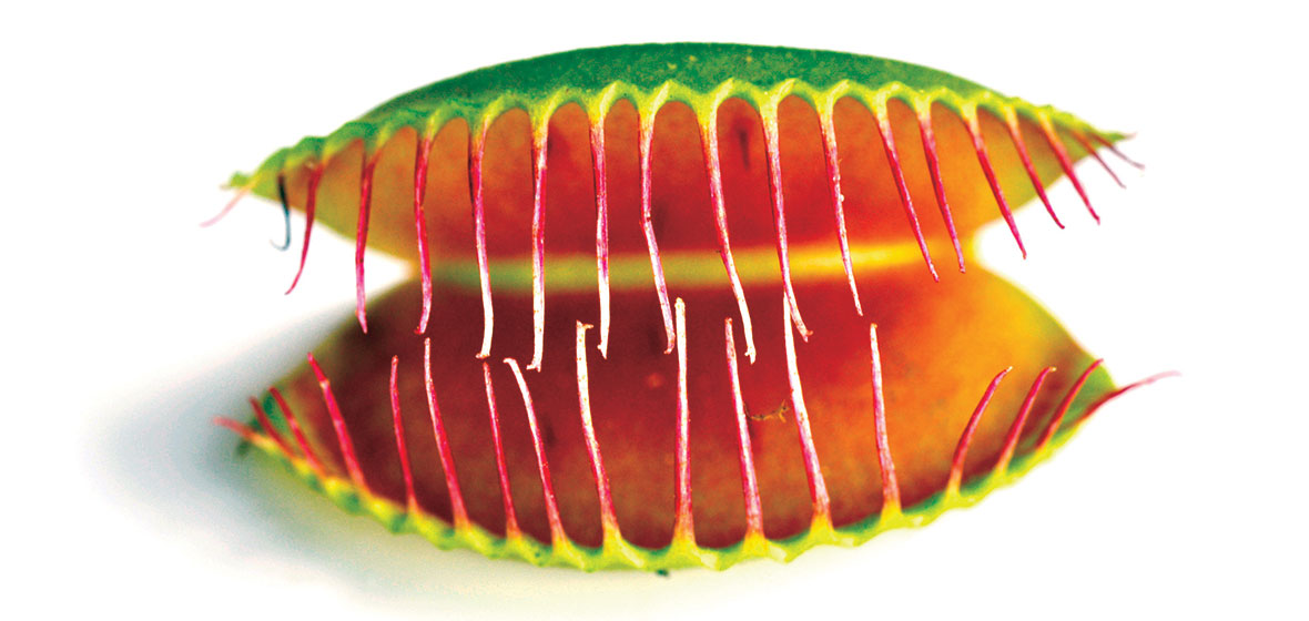 A carnivorous plant on a white background
