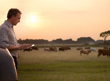 Farmer looks at his phone, with cows in the background