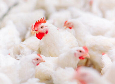 picture of hens close together to show need for animal welfare