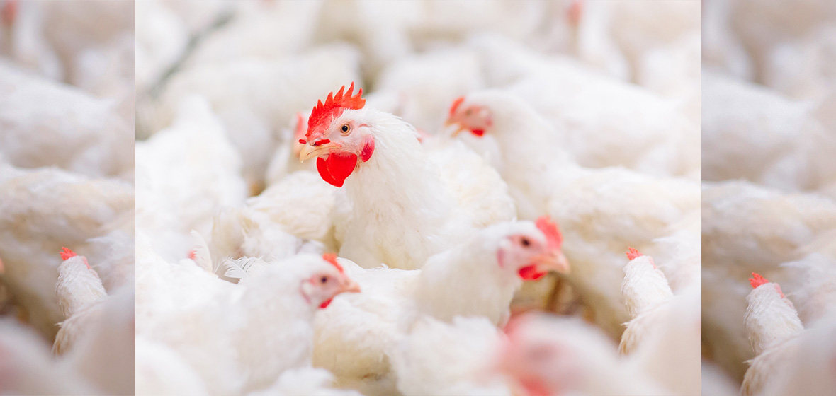 picture of hens close together to show need for animal welfare