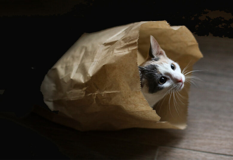 photo of cat emerging from paper bag to symbolise the secrets of Optus revealed