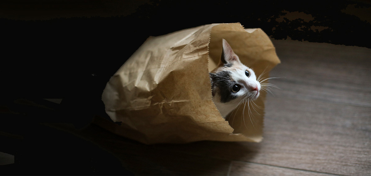 photo of cat emerging from paper bag to symbolise the secrets of Optus revealed